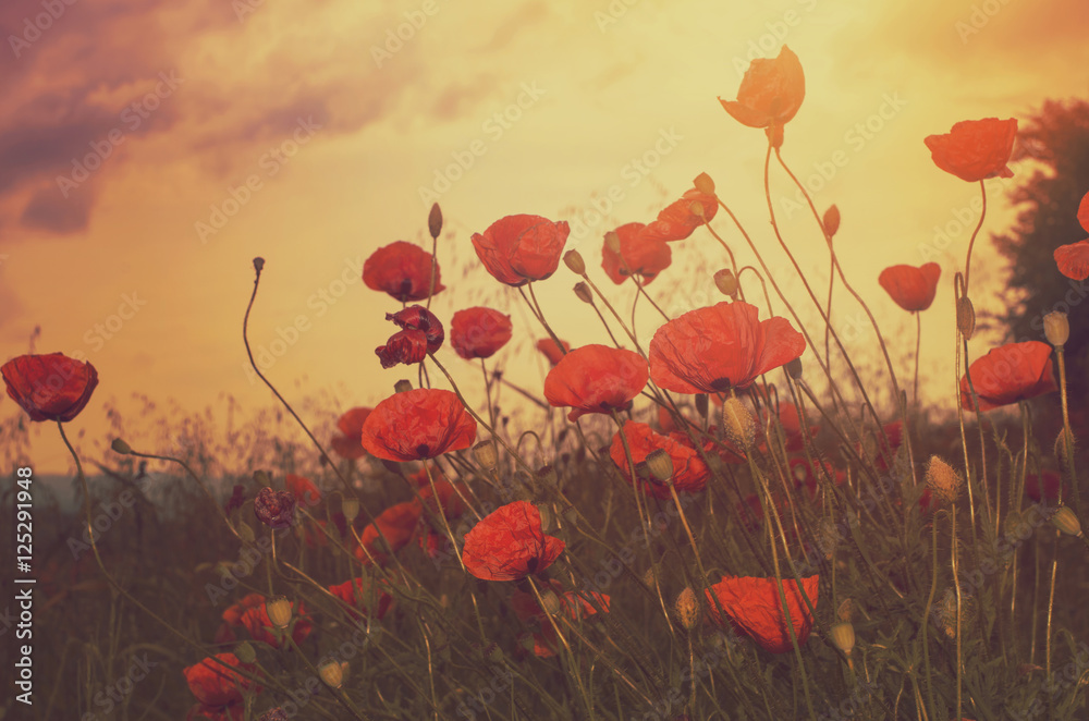 Fototapeta premium pole maków i słońce