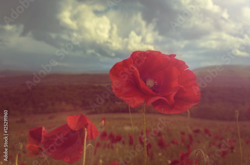 Fototapeta Naklejka Na Ścianę i Meble -   Poppy in bloom