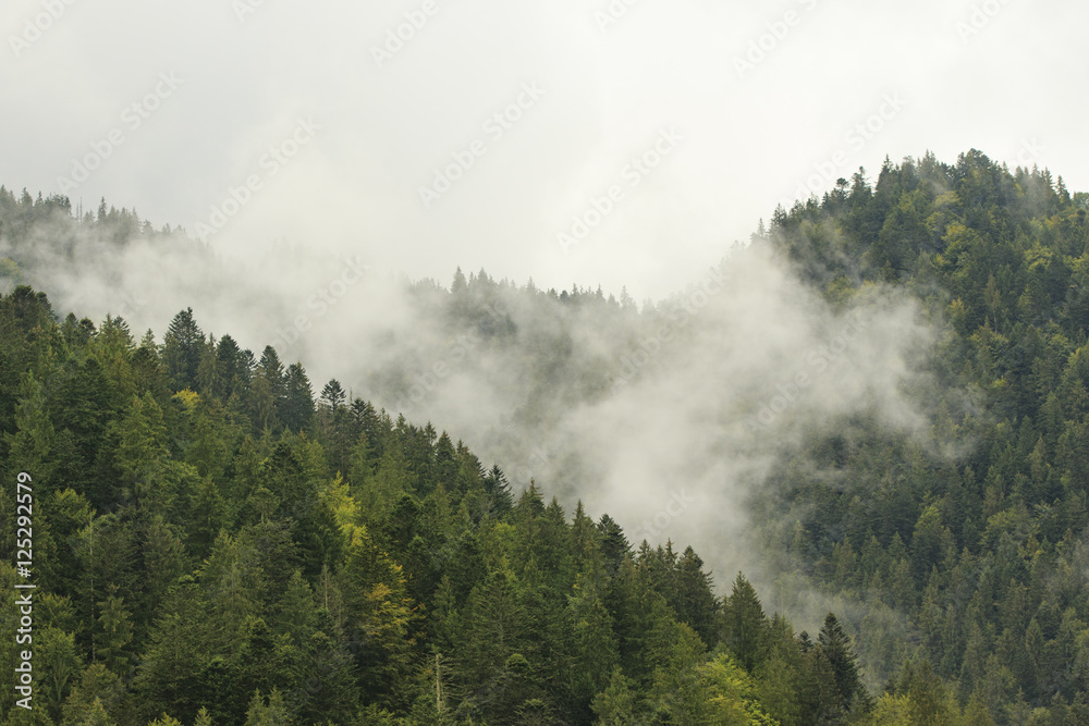 Morning fog descend on the mountain forest