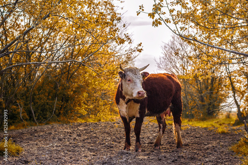 Hereford cow 3,  selective focus © zivlakovicdarko