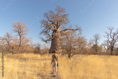 Tourist walking in the african savannah towards huge Baobab plant and Acacia trees grove. Clear blue sky. Adventure and exploration in Botswana, attractive travel destionation in Africa. photo