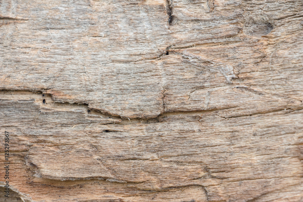 Wood texture background close up. On the photo texture of an old tree Wood texture background close up. On the photo texture of an old tree