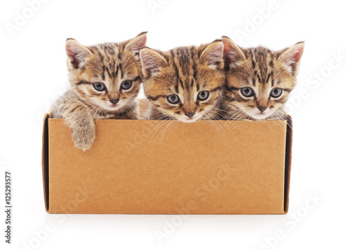 Kittens in gift box.