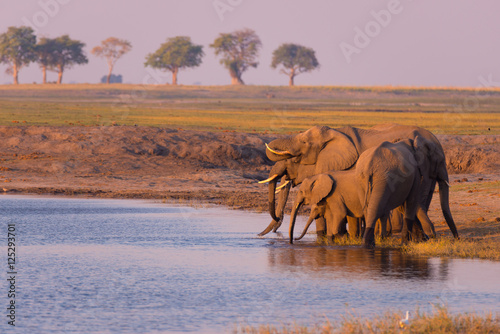 Group of African Elephants drinking water from Chobe River at sunset. Wildlife Safari and boat cruise in the Chobe National Park, Namibia Botswana border, Africa.