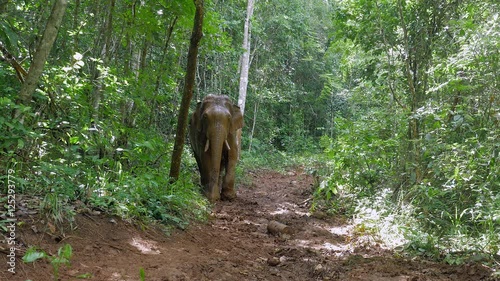 elephant covered in mud walking down on a slippery path in a forest photo