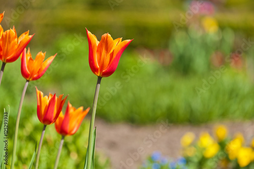 Rot - orange Tulpen im Garten