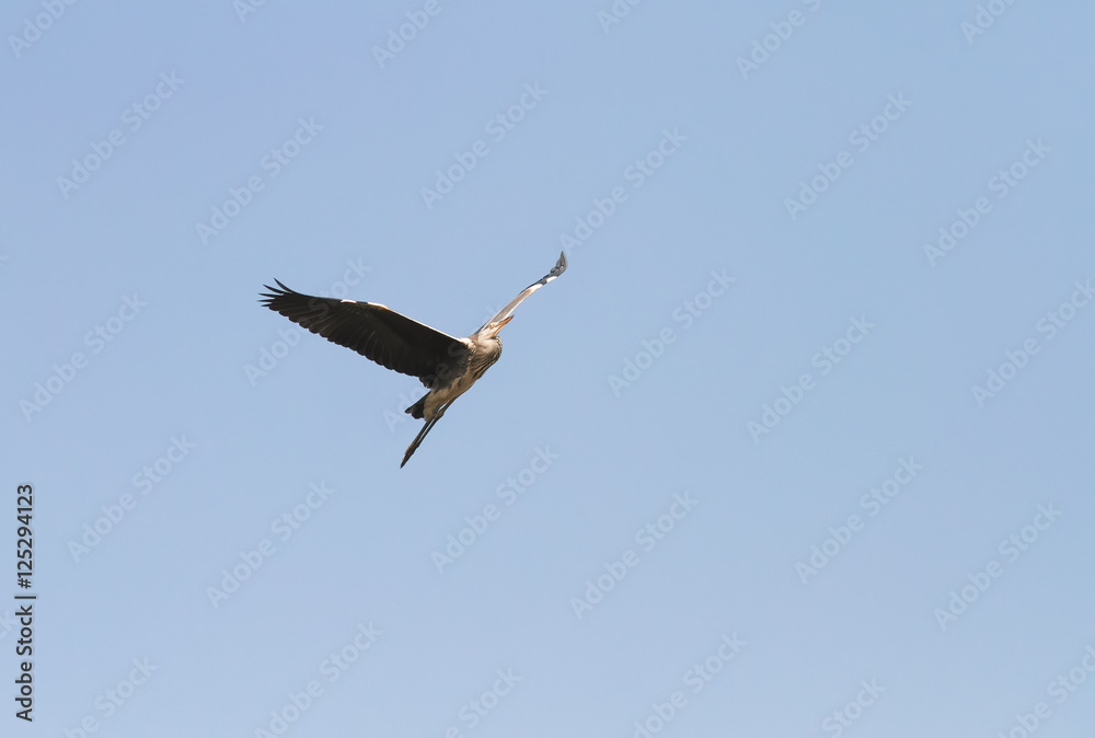 Fototapeta premium grey crane flying high in the sky to spread its large wings