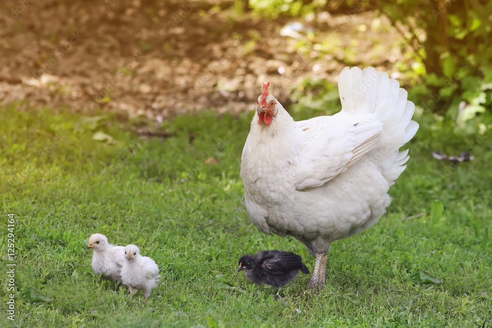 white hen with young Chicks walks in green grass on a farm