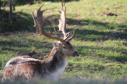 Hirsch auf Wiese liegend