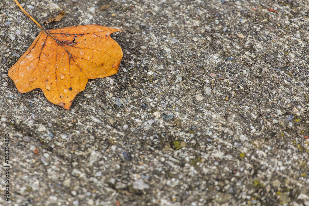 Autumn orange leaf on a tarmac ground Autumn orange leaf on a tarmac ground