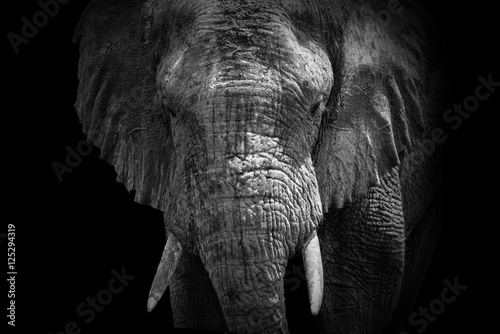 African Elephant of Rwanda