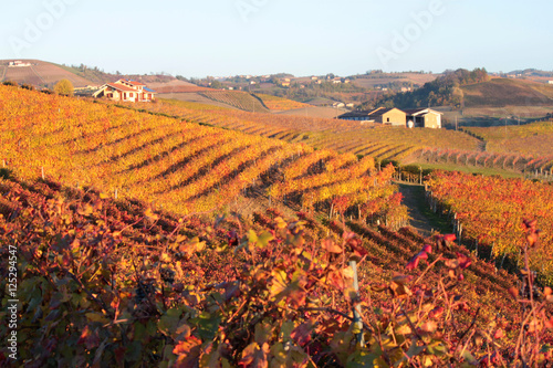 panorama agricolo di vigneti in piemonte