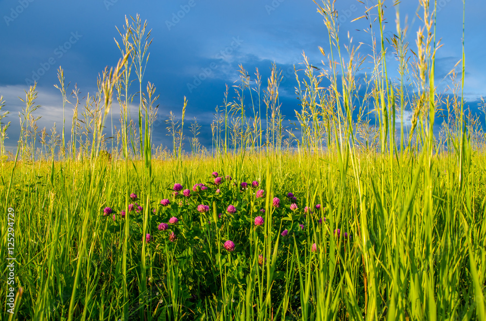 Obraz premium blue clouds on a green glade