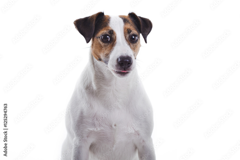 Jack Russel Terrier on a white backdrop. 