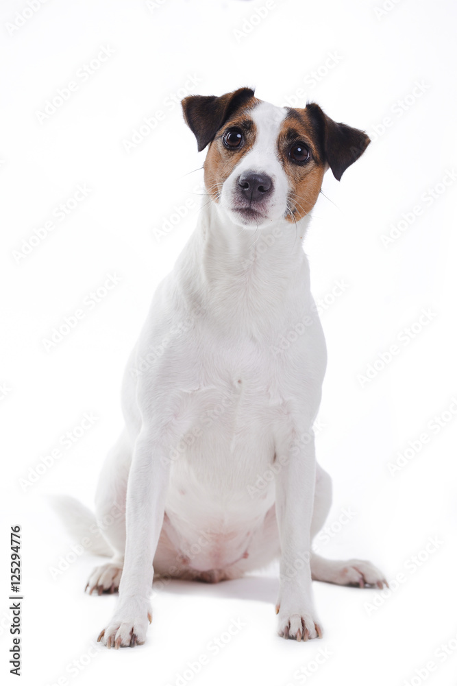 Jack Russel Terrier sitting on a white backdrop. 