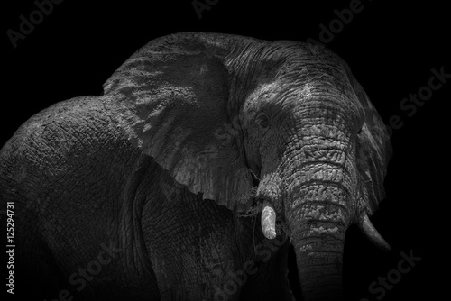Elephant of Rwanda