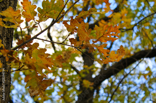 Oak autumn leaves on the twig