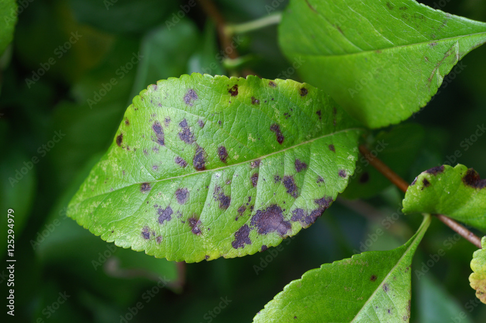 Venturia inaequalis - Chaenomeles scab on the leaf - obrazy, fototapety, plakaty 