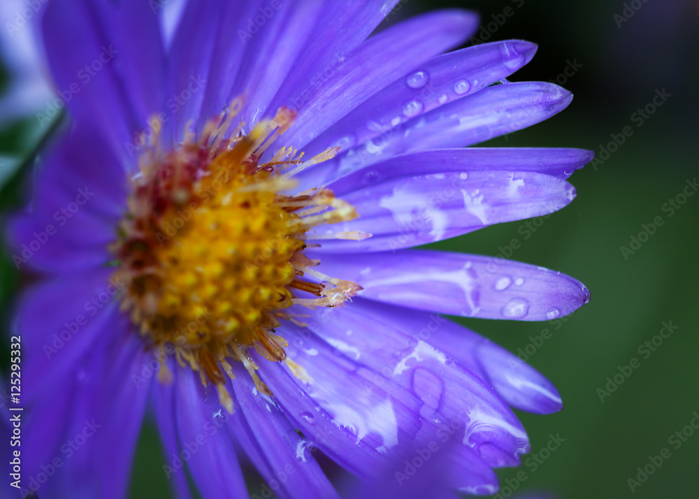 Obraz premium Purple flower.