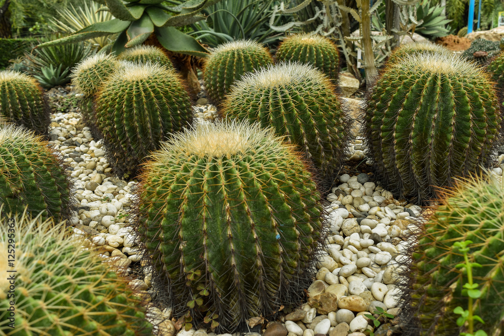 cactus cactus