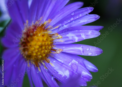 Purple flower.