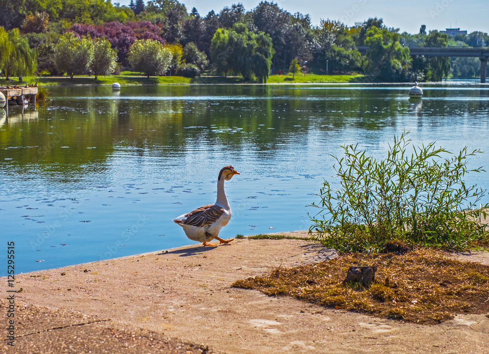 Goose on lake shore