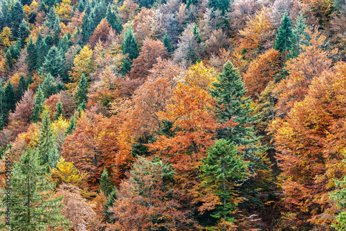Aerial view of a colorful autumn forest