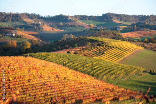 panorama agricolo di vigneti in piemonte