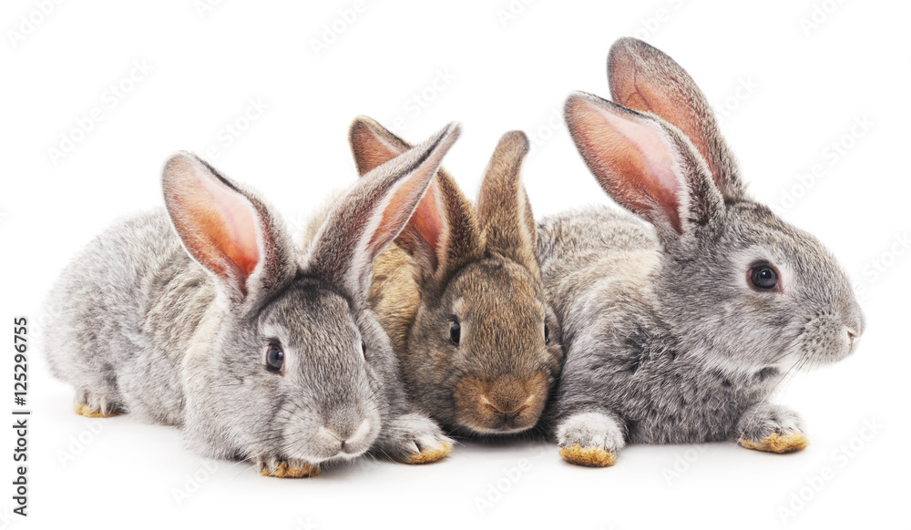 Three rabbits. Three rabbits.