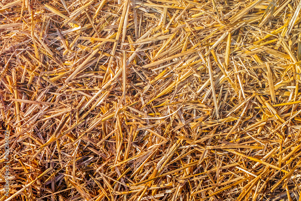 Ground covered with mowed wheat ears and straw Ground covered with mowed wheat ears and straw