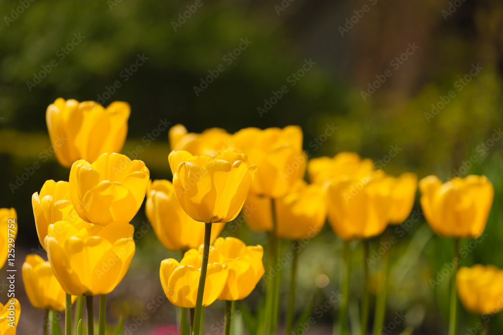 Ein Meer aus leuchtenden gelben Tulpenblüten Ein Meer aus leuchtenden gelben Tulpenblüten