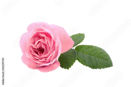 Fototapeta Naklejka Na Ścianę i Meble -  Beautiful pink tea rose isolated on white background