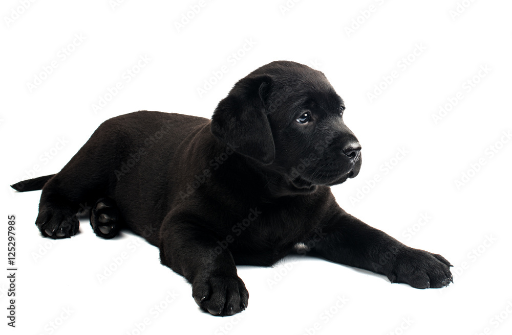 Obraz premium Black Labrador