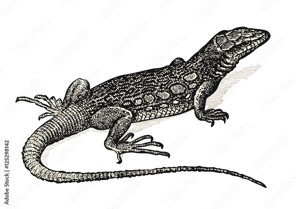 Naklejka premium vintage animal engraving / drawing: lizard - retro vector design element