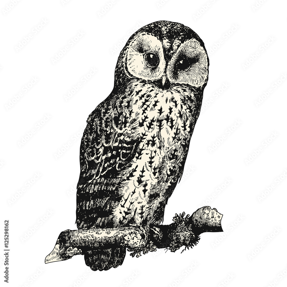 Naklejka premium vintage bird engraving / drawing: owl - retro vector design element