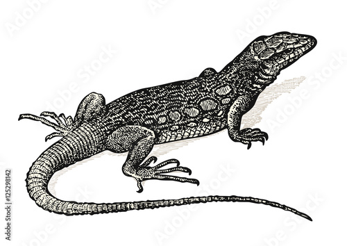 Vászonkép vintage animal engraving / drawing: lizard - retro vector design element