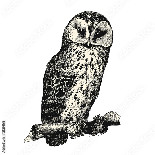 vintage bird engraving / drawing: owl - retro vector design element