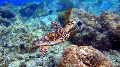 Swimming small hawksbill turtle at bonaire