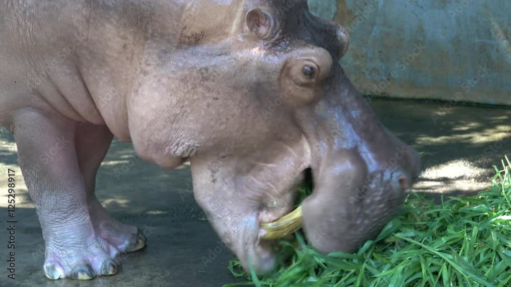 Hippopotamus eating the grass Hippopotamus eating the grass
