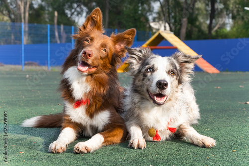 Two purebred dogs  border collies . They are companion. 