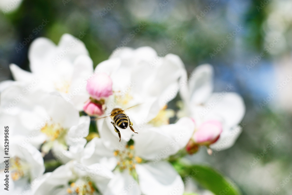 Honeybee and white flowers Honeybee and white flowers