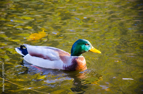 the duck bird in the water