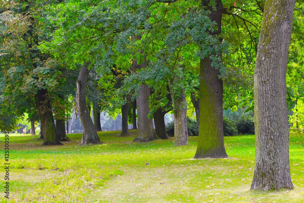 Obraz premium Trees