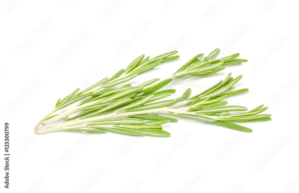 Fresh rosemary isolated on white background Fresh rosemary isolated on white background