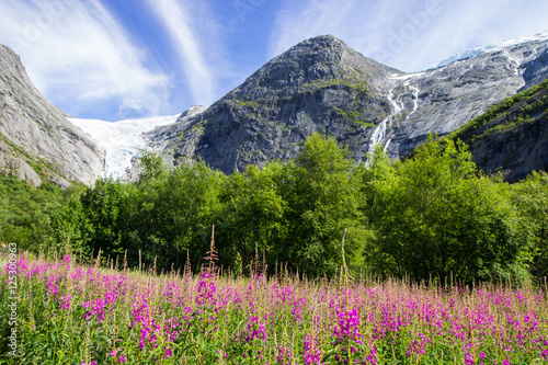 Chamaenerion flowers near Briksdalsbreen glacier in Norway