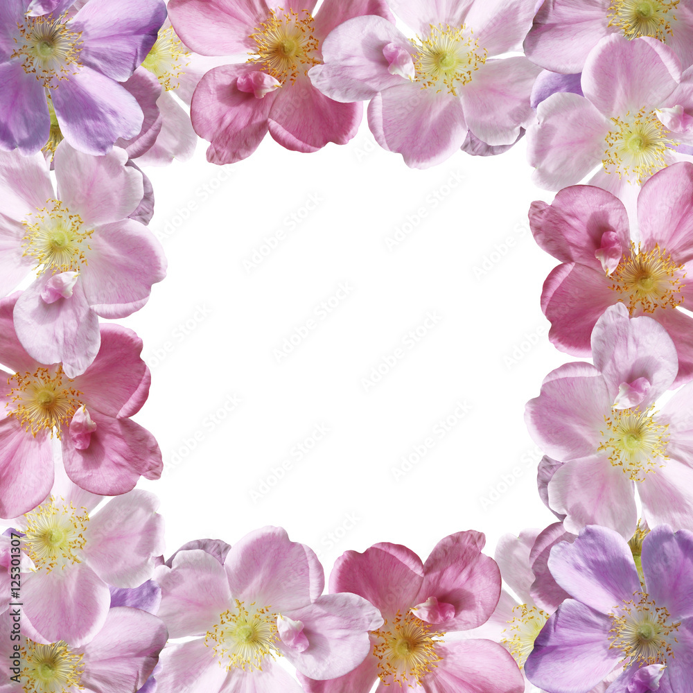 Beautiful floral pattern of pink dogrose  