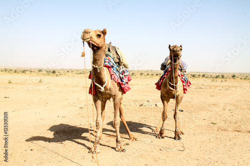 Camels hanging out in the Indian desert.