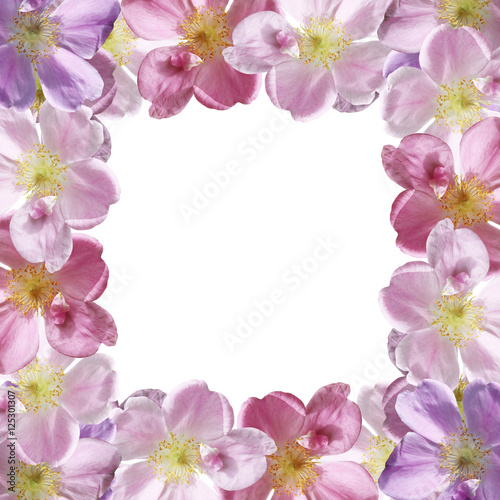 Fototapeta Naklejka Na Ścianę i Meble -  Beautiful floral pattern of pink dogrose  