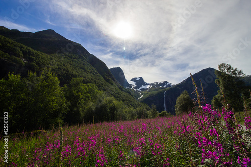 Chamaenerion flowers near Briksdalsbreen in Norway