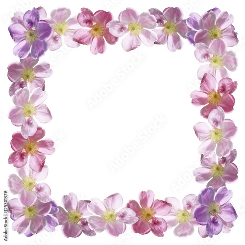 Beautiful floral pattern of pink dogrose  